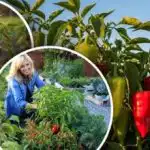 Zaštitit će paprike od gljivica i lisnih ušiju: koje prateće biljke posaditi u blizini Zaštitit će paprike od gljivica i lisnih ušiju: koje prateće