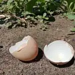 Zašto iskusne domaćice nikad ne bacaju ljuske od jaja: blago kalcija za dom i vrt zasto-iskusne-domacice-nikad-ne-bacaju-ljuske-od-jaja-blago.jpg