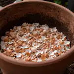 Zašto iskusni ljetni stanovnici ne bacaju ljuske jaja prije proljetne sadnje zasto-iskusni-ljetni-stanovnici-ne-bacaju-ljuske-jaja-prije-proljetne.png