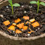 zasto-iskusni-vrtlari-zakapaju-narancine-kore-u-posude-s-sadnicama.png