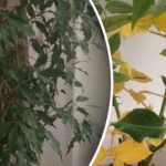 Zašto lišće cvijeća opada - 7 skrivenih razloga za koje