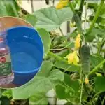 Zašto ljetni stanovnici zalijevaju krastavce octom: neočekivani učinak Zašto ljetni stanovnici zalijevaju krastavce octom: neočekivani učinak