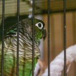Zašto papiga vrišti kao da je ubijena, iako je zdjela puna: upute za dešifriranje ptičjeg skandala zasto-papiga-vristi-kao-da-je-ubijena-iako-je-zdjela.jpg