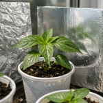 zasto-sadnice-paprike-umiru-na-prozorskoj-dasci-za-suncanih-dana.png