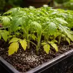 Zašto sadnice rajčice blijede i kako spasiti žetvu za tri dana zasto-sadnice-rajcice-blijede-i-kako-spasiti-zetvu-za-tri.png