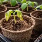 Zašto se sadnice krastavaca odjednom osuše u tresetnim posudama? zasto-se-sadnice-krastavaca-odjednom-osuse-u-tresetnim-posudama.png