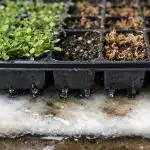 Zašto se sadnice nježne lobelije suše u kasetama? zasto-se-sadnice-njezne-lobelije-suse-u-kasetama.png