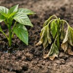 zasto-se-sadnice-paprike-suse-odmah-nakon-sadnje-u-zemlju.png