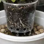 Zašto se sadnice patlidžana suše u čašama i kako spasiti biljke u jednoj večeri zasto-se-sadnice-patlidzana-suse-u-casama-i-kako-spasiti.png