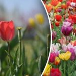 Zašto tulipani rastu, ali ne cvjetaju: što trebate učiniti u