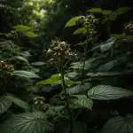 Zašto vaše maline odbijaju plodove u sjenovitom vrtu zasto-vase-maline-odbijaju-plodove-u-sjenovitom-vrtu.png