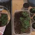 Žetva će se povećati 10 puta: kako posaditi sadnice rajčice, krastavaca i paprike Žetva će se povećati 10 puta: kako posaditi sadnice rajčice,