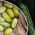 Žetva krastavaca može potpuno nestati: koji im susjedi najviše štete?