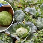 "Živa kupola" za kupus: susjedi u vrtu koji pomažu u