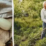 Berba tikvica bit će 5 puta bogatija: evo što trebate