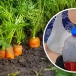 Bez prorjeđivanja do žetve: kako sijati mrkvu na “lijen” način