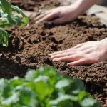 Bilje, cvijeće i povrće: 10 biljaka koje nikada ne biste trebali uzgajati iz sjemena bilje-cvijece-i-povrce-10-biljaka-koje-nikada-ne-biste.webp.webp