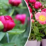 Božuri ne opraštaju greške: što treba učiniti u travnju