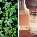 Bršljan neće preživjeti: kuhinjski lijekovi od 2 penija koji djeluju