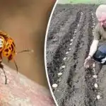 Colorado krumpirova zlatica neće se približiti: što saditi pored krumpira