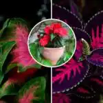 Cvijeće raste bez sunca: imenovan je popis najboljih jednogodišnjih biljaka