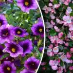 Cvjetaju do mraza: 5 biljaka za balkon koje ne zahtijevaju