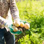 Gdje je najbolje posaditi krumpir u vrtu: dat će usjeve