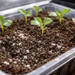 Glavna pogreška proljetne sjetve ili zašto sadnice kupusa umiru bez svježeg zraka glavna-pogreska-proljetne-sjetve-ili-zasto-sadnice-kupusa-umiru-bez.png