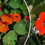 Glavni neprijatelj puževa: cvijet koji oslobađa vrt od štetočina