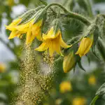 Glavni razlog gubitka boje u rajčicama u proljeće i način rada za spremanje žetve glavni-razlog-gubitka-boje-u-rajcicama-u-proljece-i-nacin.png