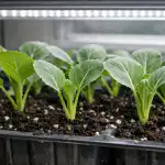 Glavni razlog smrti sadnica kupusa u proljeće leži u nedostatku svjetla glavni-razlog-smrti-sadnica-kupusa-u-proljece-lezi-u-nedostatku.png