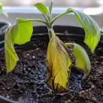 greska-u-proljetnom-zalijevanju-ubija-vase-sadnice-patlidzana.png