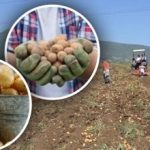 Ima brige, ali krumpir je mali: stručnjak govori kako promijeniti