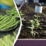 Imenovani su najbolji "susjedi" za grah: 11 povrća koje možete