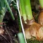 Jedna pogreška i luk će istrunuti: kada i kako ga