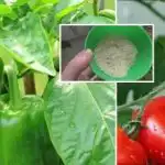 Jedna žlica - žetva će se povećati 10 puta: što