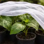 Jednostavnim trikom spasite presadnice patlidžana od proljetnog sunca jednostavnim-trikom-spasite-presadnice-patlidzana-od-proljetnog-sunca.png