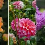 Kada saditi dalije u Ukrajini: datumi i idealne sorte po