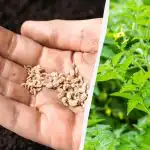 Kada saditi rajčice u travnju: datumi prema lunarnom kalendaru 2026.