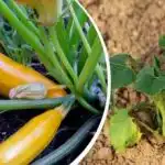 Kada saditi tikvice u otvorenom tlu 2026.: točni datumi za