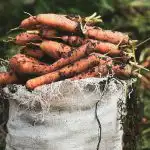 Kada sijati mrkvu u proljeće za žetvu za cijelu zimu: