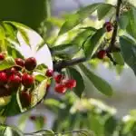 Kako hraniti trešnje za slatke i velike bobice: rekordna žetva