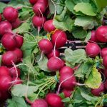 Kako izbjeći pogreške pri uzgoju rotkvica: glavna stvar je uhvatiti