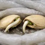 Kako jednim pametnim trikom dobiti golemu proljetnu berbu bundeve kako-jednim-pametnim-trikom-dobiti-golemu-proljetnu-berbu-bundeve.png