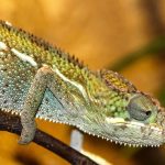 kako-kameleoni-mijenjaju-boju-zasto-to-nije-samo-kamuflaza.jpg