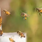 kako-pcele-pronalaze-put-koja-se-tajna-krije-u-njihovom.jpg
