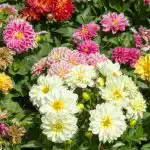 Kako posaditi dalije: stručnjaci su dali važne savjete bez kojih