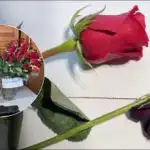 Kako “reanimirati” ruže za četiri sata: trik koji znaju samo