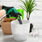 Kako se brinuti za dracaenu u travnju: 5 koraka za