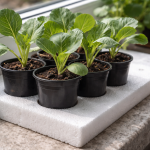 kako-spasiti-padajuce-sadnice-kupusa-na-prozorskoj-dasci-u-jednom.png